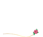 Dona Camélia Acessórios